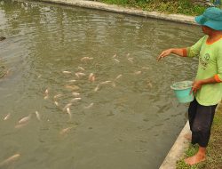 Tasikmalaya Defisit Ikan Hingga Belasan Ton Per Hari