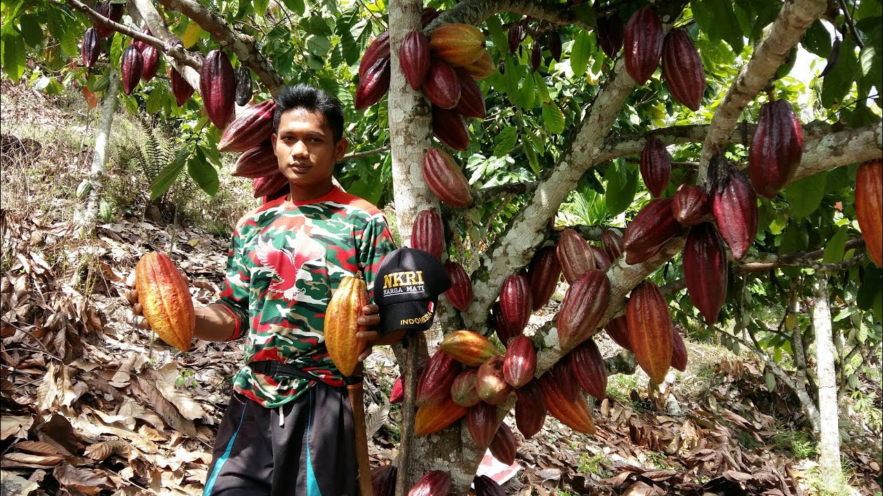 ilustrasi: petani kakao
