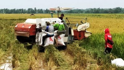 25 Kabupaten Produsen Beras Terbesar di Indonesia, Indramayu Urutan Pertama