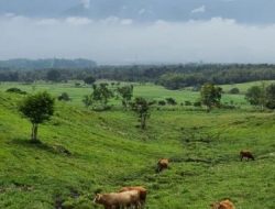 Peternakan ‘New Zealand’ Ini Ada di Indonesia, Bagus untuk Eduwisata