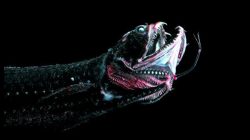 Black Dragonfish