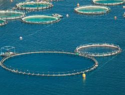 Produksi Perikanan Tangkap Menurun, Qatar Fokus Kembangkan Budidaya Ikan