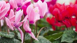 Bunga Cyclamen