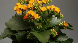 Bunga Kalanchoe