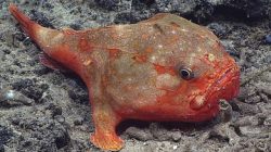 Coffinfish