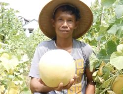 Lika-Liku Perjuangan Petani Melon di Kudus untuk Dapatkan Hasil Bagus