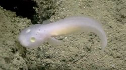 Ghost fish