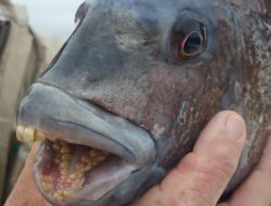 Sederet Fakta Tentang Ikan Sheepshead, Ikan yang Memiliki Gigi Seperti Manusia