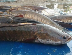 Tips Budidaya Ikan Gabus Agar Menghasilkan Albumin Berkualitas