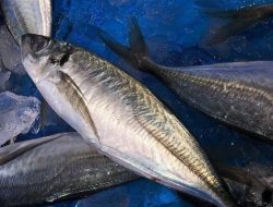 Perindo Penuhi Permintaan Ekspor 150 Ton Ikan Kembung dari Thailand