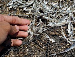 Musim Kemarau Bawa Berkah, Kualitas Ikan Asin Nelayan Membaik