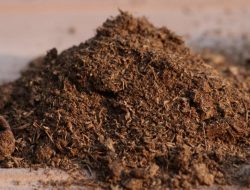 Penggunaan Kompos Gambut untuk Perkebunan Akan Dilarang di Inggris
