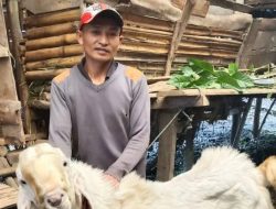 Mantan Kuli Sukses Beternak Kambing, Kini Punya 40 Ekor