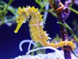 Percantik Akuarium dengan Kuda Laut, Ini Cara Merawatnya
