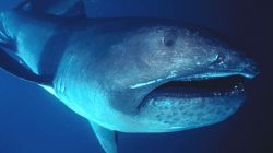 Megamouth shark