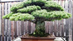 Old Pine Bonsai