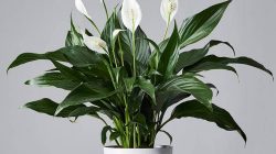 Peace Lily