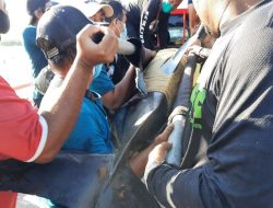 Atraksi Melanggar Aturan, Pemerintah Larang Wisata Peragaan Lumba-lumba