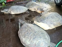 Masih Marak Diperdagangkan di Bali, 4 Penyu Hijau Dievakuasi KKP