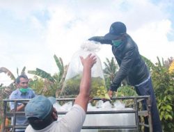 Jaga Pasokan Pangan Berprotein, Pembudidaya Ikan Air Tawar di Kalimantan Diberi Bantuan Benih