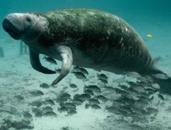 Dalam Setahun Telah Ratusan Lembu Laut Mati di Perairan Florida, Ini Penyebabnya