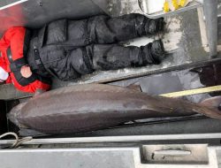 Ikan Sturgeon yang Diduga Telah Berumur Seratus Tahun Ditemukan di Sungai Detroit