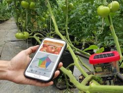 Terapkan Smart Farming, Kementan: Hortikultura Indonesia Makin Maju