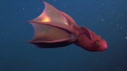 Vampire squid