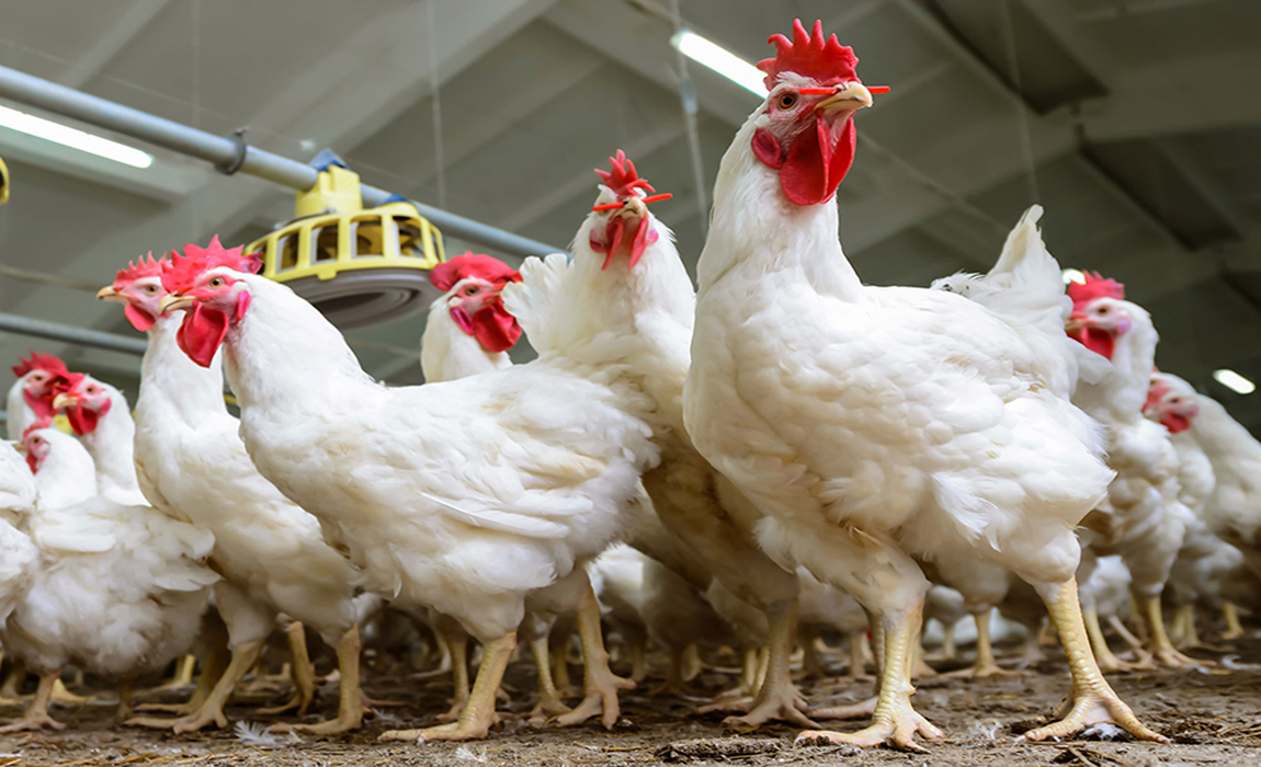 RI Kalah Soal Importasi Ayam Brazil