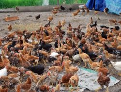 H-3 Lebaran, Harga Ayam Kampung di Beberapa Daerah Melejit 
