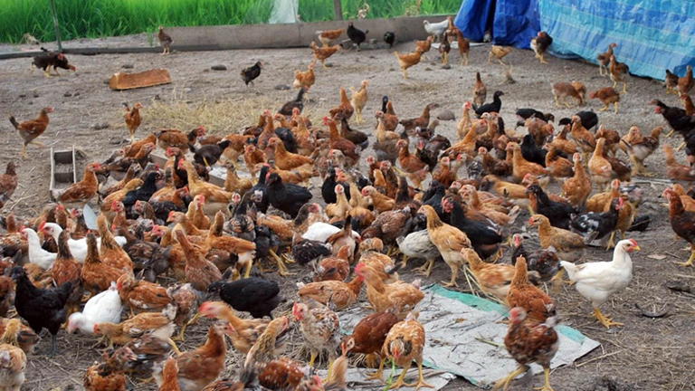 Beternak ayam kampung secara Semi Intensif