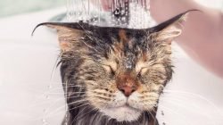 Memandikan kucing