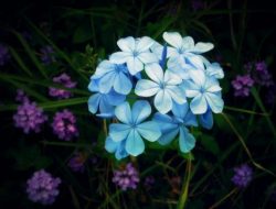 6 Fakta Menarik Bunga Terindah di Dunia, Punya Filosofi hingga Miliki Racun