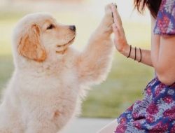 5 Hal Mendasar yang Perlu Diketahui Sebelum Memutuskan Memelihara Anjing
