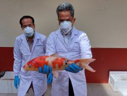 Ratusan Ikan Koi Asal Jepang Bawa Virus, BKIPM Lakukan Pemusnahan