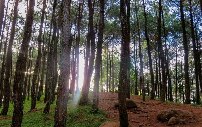 Hutan Pinus Destinasi Wisata Yang Juga Tren Dikunjungi Di Jogja