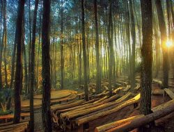 Hutan Pinus, Destinasi Wisata yang Juga Tren Dikunjungi di Jogja