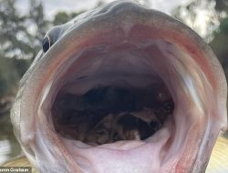 Ikan-ikan Kod di Australia Ternyata Makan Tikus yang Resahkan Petani