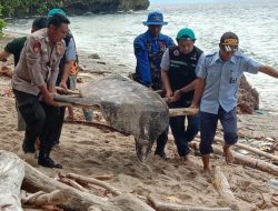 Ikan Mola-mola Terdampar Lagi di Perairan Maluku