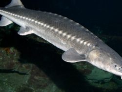 Ikan Sturgeon Seberat 109 Kg Ditemukan di Sungai Detroit