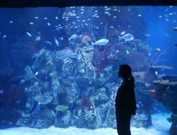 Ini 5 Wisata Aquarium Terkenal di Indonesia, Cocok untuk Liburan dan Edukasi Anak