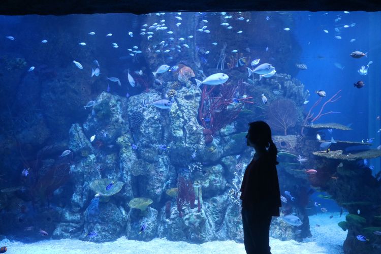 Ini 5 Wisata Aquarium Terkenal di Indonesia, Cocok untuk Liburan dan