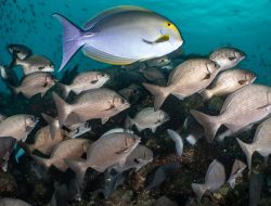 Perluasan Area Konservasi Laut Coiba, Langkah Baru Panama Lindungi Keanekaragaman Hayati