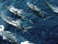 5 Momen Migrasi Hewan Laut Paling Mengagumkan, Ada yang Seperti Parade