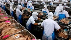 Proses pengalengan ikan tuna.