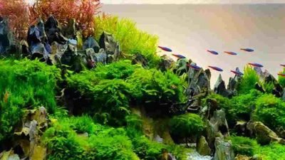 Ingin Membuat Aquascape? Tanaman Ini Bisa Menjadi Pilihan dan Mudah Dirawat