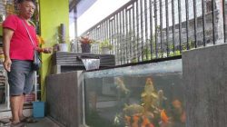 Tri Dayat membudidayakan ikan koi di pekarangan rumahnya. (Sumber: Surabaya Tribunnews).