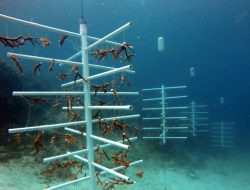 Sangkarrang Ocean Dive Terapkan Metode VAR untuk Lestarikan Terumbu Karang Makassar