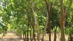 cendana-5ba064a56ddcae5bdb22a054