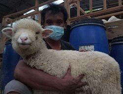 Kuy! Intip Edufarming Peternakan Domba di Petungkriyono, Cocok untuk Eduwisata